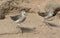 Ruff Calidris pugnax, medium-sized wading bird. Two birds