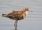 The ruff Calidris pugnax during moult