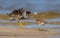 Ruff -  Calidris pugnax - pair