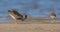 Ruff -  Calidris pugnax - pair feeding