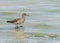 A ruff Calidris pugnax wading in a pond