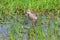 Ruff concealed in tall marsh grass