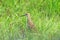 Ruff concealed in tall marsh grass