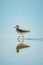 Ruff lifts foot walking through shallow lake