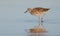 Ruff - Philomachus pugnax / Calidris pugnax - female