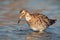 A ruff Philomachus pugnax foraging in water