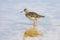 Ruff Wader Bird