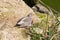 Ruff (Wader Bird)