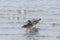Ruff Wader Bird Philomachus pugnax Ruff in Water