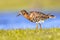 Ruff water bird feeding in grassland