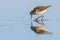 Ruff water bird Philomachus pugnax Ruff in water