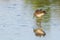 Ruff water bird Philomachus pugnax Ruff in water