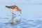 Ruff water bird Philomachus pugnax Ruff in water