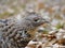 Ruffed Grouse