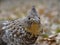 Ruffed Grouse