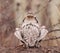 Ruffed Grouse, Bonasa umbellus