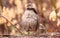 Ruffed Grouse, Bonasa umbellus