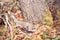 Ruffed Grouse Bonasa umbellus nesting camouflage