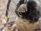 Ruffed Grouse with Mating Plumage