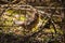 Ruffed Grouse in the Pukaskwa National Park in Canada