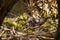 Ruffed Grouse in the Pukaskwa National Park in Canada