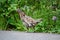 A Ruffed Grouse walking along a road