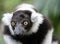 Ruffed Lemur