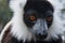 Ruffed Lemur in Madagascar