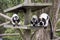 Ruffed Lemurs