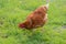 Ruffled chicken is walking along grass