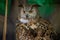 The ruffled common owl, bubo bubo, sits in the zoo\\\'s enclosure and looks away