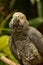 Ruffled Feathers on an African Grey Parrot