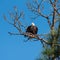 Ruffled Feathers bald eagle