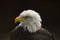 Ruffled feathers on an eagle