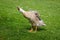 Ruffled feathers of a hybrid mallard duck