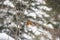 Ruffled fieldfare