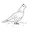 Ruffled grouse bird illustration vector.Line art bird
