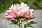 Ruffled Pale Pink Petals on a Peony