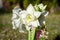 Ruffled petals of double blooming Amaryllis White Nymph Hippeastrum flower