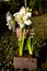 Ruffled petals of double blooming Amaryllis White Nymph Hippeastrum flower