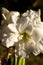 Ruffled petals of double blooming Amaryllis White Nymph Hippeastrum flower