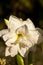 Ruffled petals of double blooming Amaryllis White Nymph Hippeastrum flower