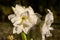 Ruffled petals of double blooming Amaryllis White Nymph Hippeastrum flower