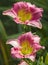 Ruffled Pink Peach Daylily With Yellow Throat