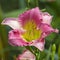 Ruffled Pink Peach Daylily With Yellow Throat