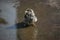 Ruffled Sparrow sitting in a puddle of water