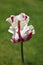 Ruffled White and Red Parrot Tulip Flowering in the Spring