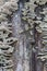 Ruffled white shelf mushrooms on a grey rotting tree