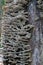 Ruffled white shelf mushrooms on a rotting tree trunk with no bark