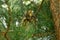 Ruffled  young thrush on a pine tree in the morning sunlight